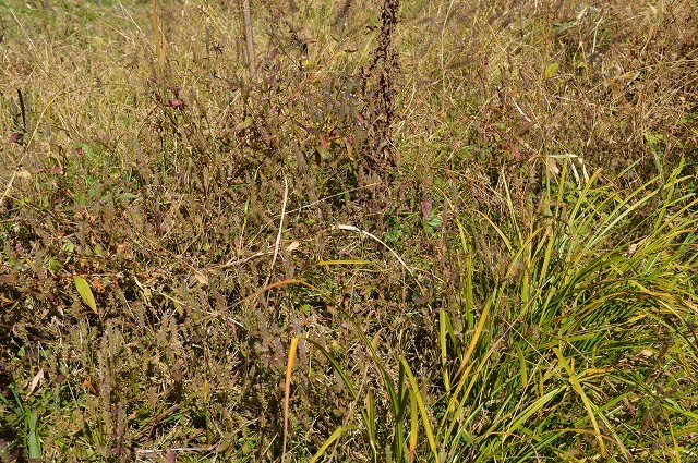野山北 種…Seed_c0124100_11165414.jpg