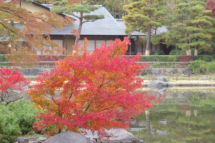 昭和記念公園　紅葉　５_b0151409_21140531.jpg