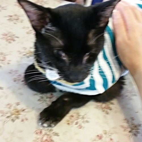 e0144012_15054203.jpeg