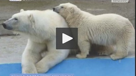 ロシア・サンクトペテルブルク、レニングラード動物園がヤクーツク動物園のハールチャーナの12月来園を告知_a0151913_1332326.jpg