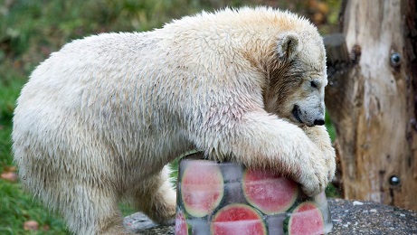 ドイツ・ミュンヘン、ヘラブルン動物園のクインターナの満一歳の誕生会が開催される_a0151913_3381951.jpg