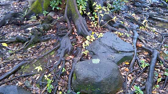 c0009413_11545169.jpg