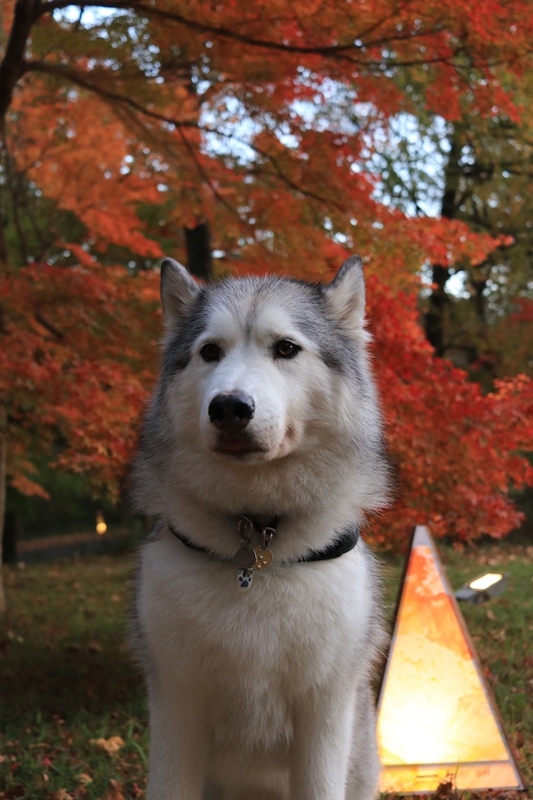 森林公園紅葉見ナイト2017_b0207615_23193709.jpg