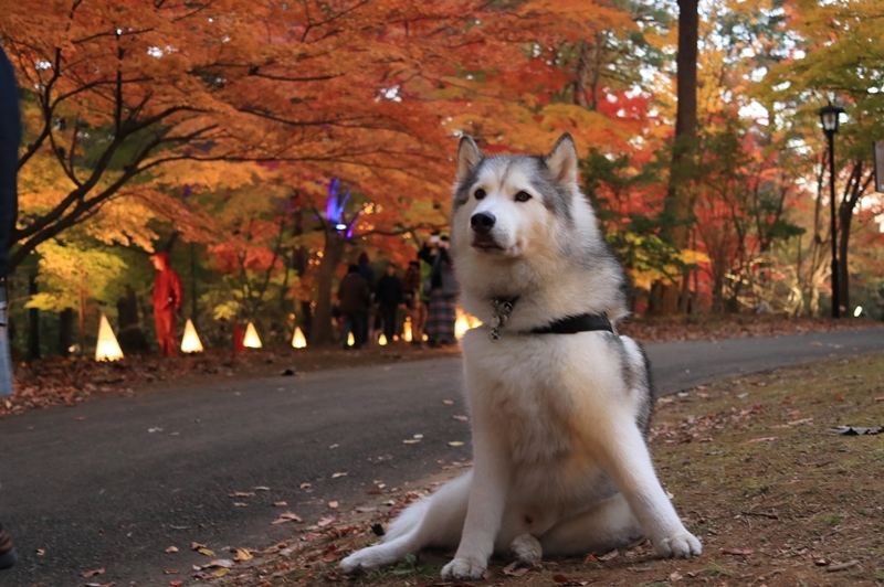 森林公園紅葉見ナイト2017_b0207615_23194982.jpg