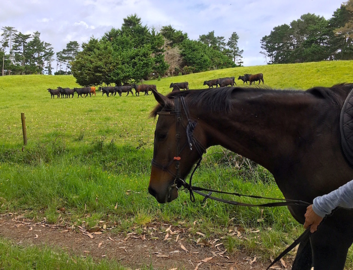 フィリスとお散歩、ファームの午後／　Riding Phillis on the Farm_e0310424_19084578.jpeg