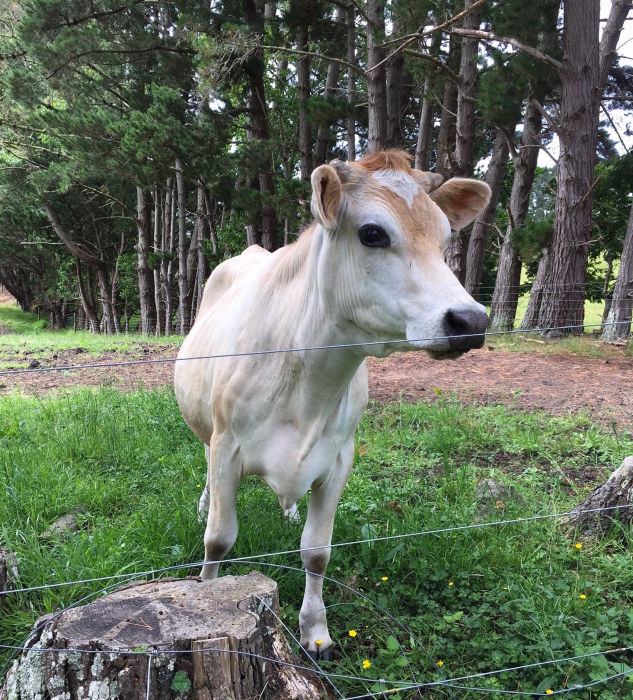 フィリスとお散歩、ファームの午後／　Riding Phillis on the Farm_e0310424_19150577.jpeg