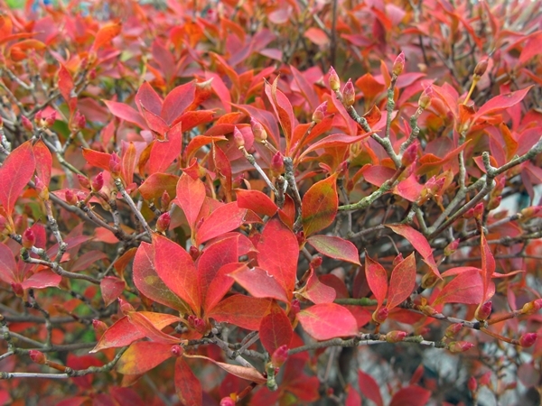 我が家の紅葉_f0129726_18550911.jpg