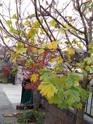 我が家の紅葉_f0129726_18590520.jpg