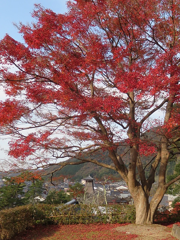 城下町「出石」の晩秋・・・ ㈠_d0352628_14502868.jpg