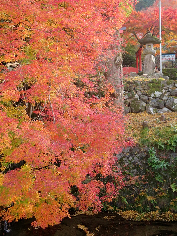 城下町「出石」の晩秋・・・ ㈠_d0352628_16221220.jpg