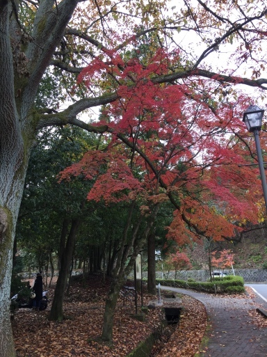 京都 宝ヶ池公園の紅葉_c0223630_14584510.jpg