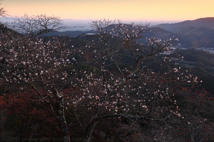 桜山公園 1 冬桜と紅葉 日の出_e0362037_20514832.jpg