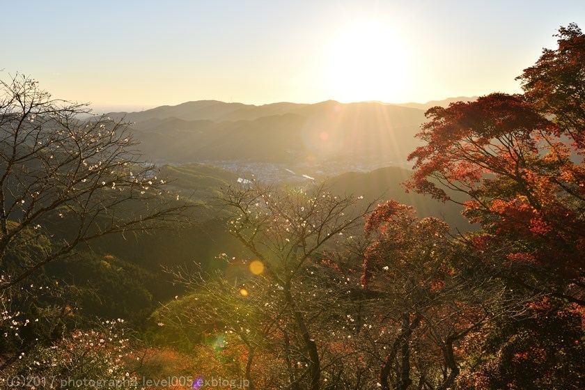 桜山公園 1 冬桜と紅葉 日の出_e0362037_20520072.jpg