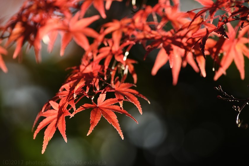 桜山公園 2 日本庭園 紅葉_e0362037_20574345.jpg