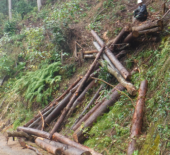 a0051539_19585072.png