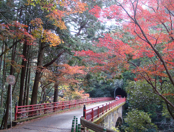 ★ 紅葉ハイキング “ 京都 高雄 ～嵐山 ” ：１１月１９日（日） _e0371039_1565399.gif