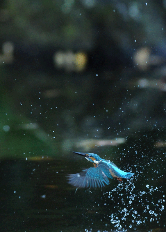 d0290240_16004013.gif