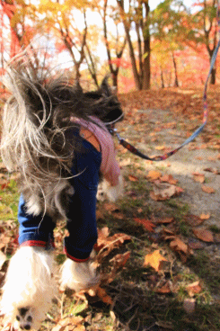 c0145250_09514693.gif