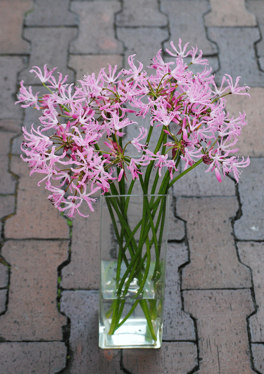 11月22日 ネリネ クリスパ 花ねこ日記