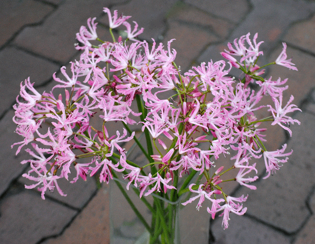 11月22日 ネリネ クリスパ 花ねこ日記