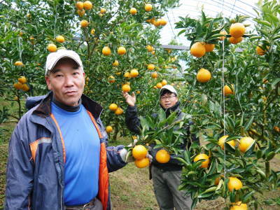 究極の柑橘「せとか」 寒さを感じさせ、冬の到来に向けハウスにビニールをはり、今年も順調に成長中!_a0254656_15300426.jpg