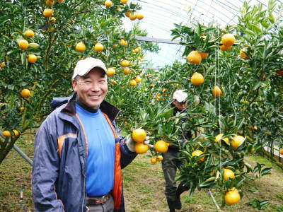 究極の柑橘「せとか」 寒さを感じさせ、冬の到来に向けハウスにビニールをはり、今年も順調に成長中!_a0254656_16231594.jpg