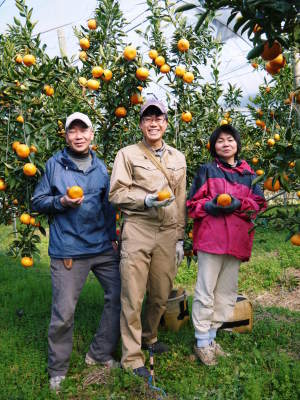 究極の柑橘「せとか」 寒さを感じさせ、冬の到来に向けハウスにビニールをはり、今年も順調に成長中!_a0254656_16501234.jpg
