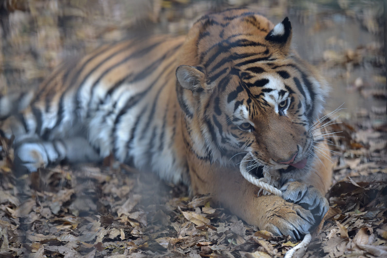 紐にじゃれる大きなねこ 動物園へ行こう