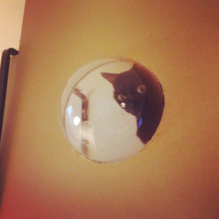 キャットウォークDIY 〜オプション編_f0054859_11535762.jpg
