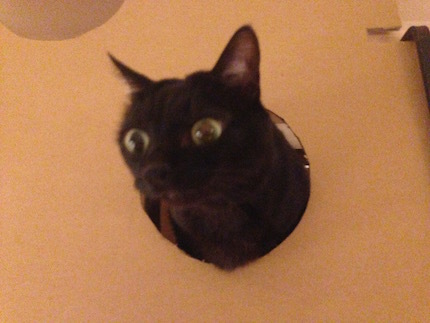 キャットウォークDIY 〜オプション編_f0054859_11541675.jpg