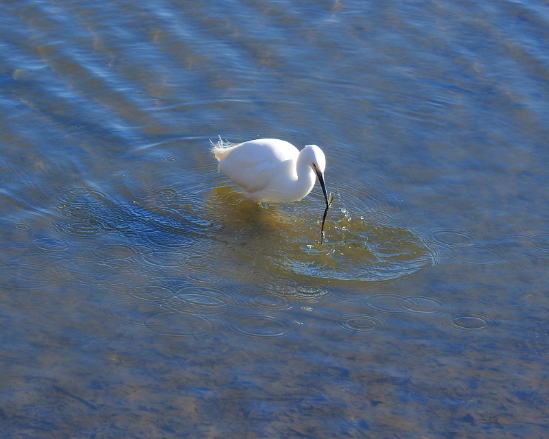 多々良沼で　水辺の鳥さんⅡ_c0305565_17584210.jpg