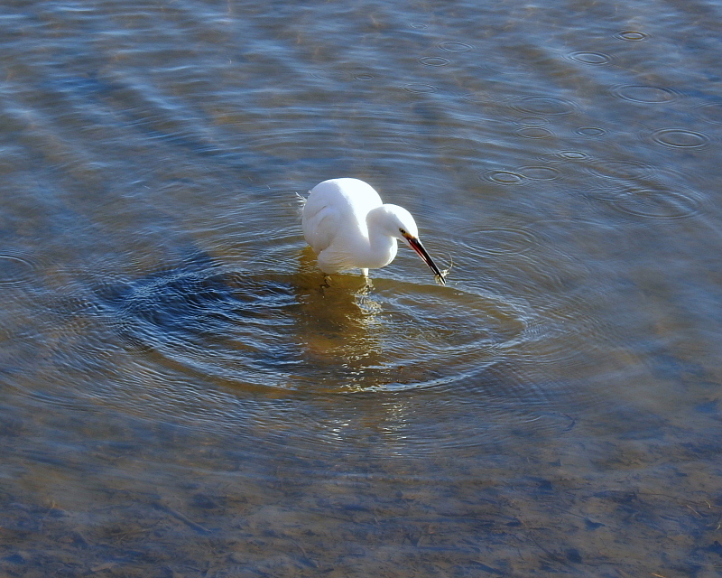 多々良沼で　水辺の鳥さんⅡ_c0305565_17585874.jpg