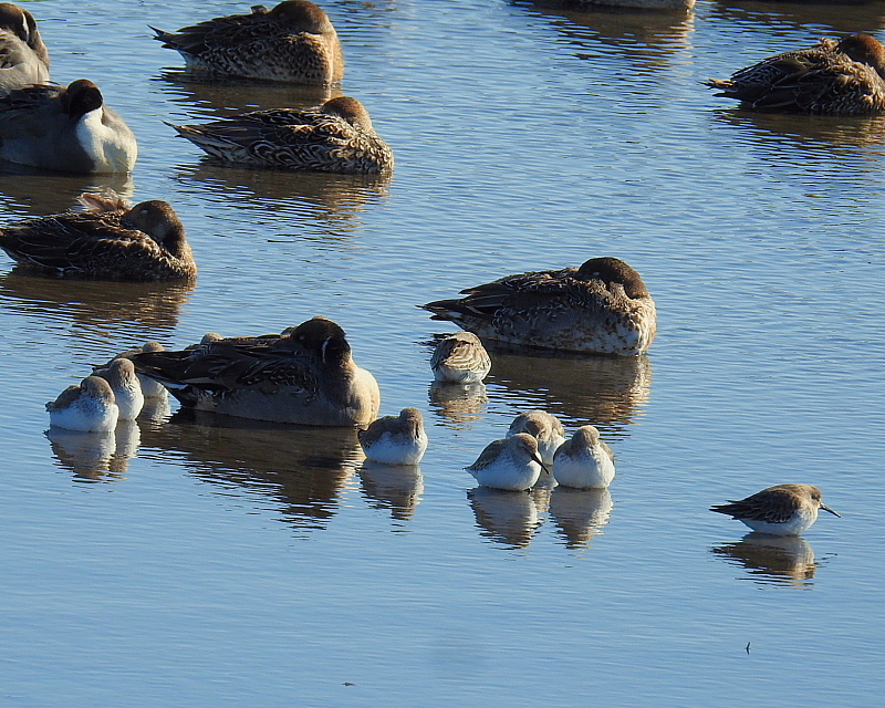 多々良沼で　水辺の鳥さんⅡ_c0305565_17592159.jpg