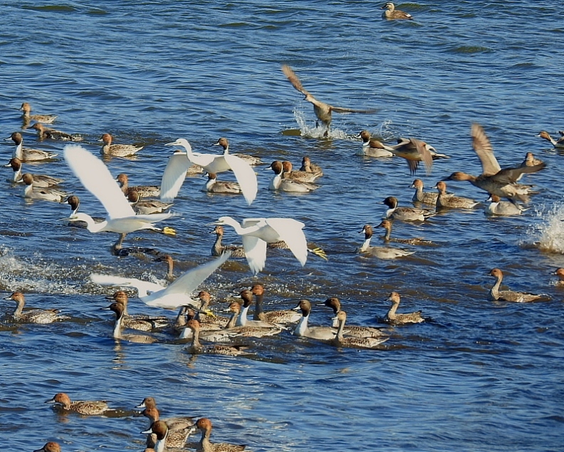 多々良沼で　水辺の鳥さんⅡ_c0305565_17594017.jpg