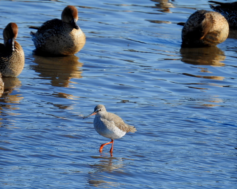 多々良沼で　水辺の鳥さんⅡ_c0305565_17595926.jpg