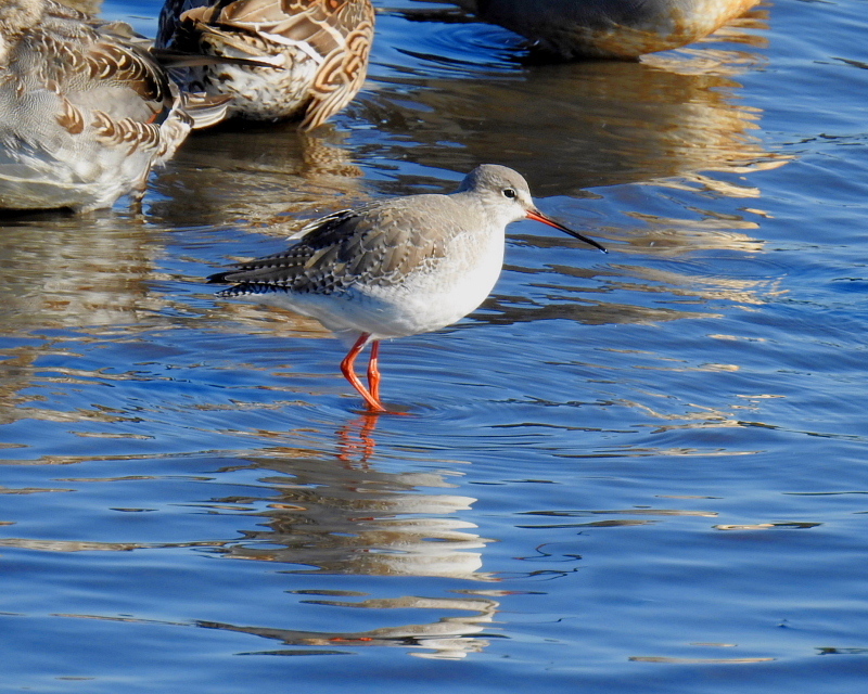 多々良沼で　水辺の鳥さんⅡ_c0305565_18001350.jpg