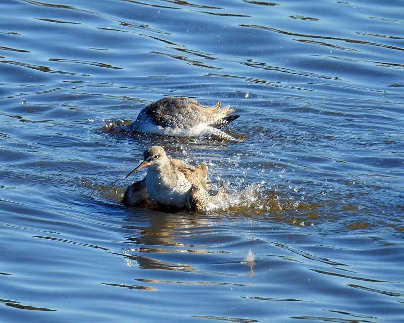 多々良沼で　水辺の鳥さんⅡ_c0305565_18003690.jpg