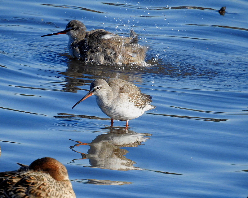 多々良沼で　水辺の鳥さんⅡ_c0305565_18012053.jpg