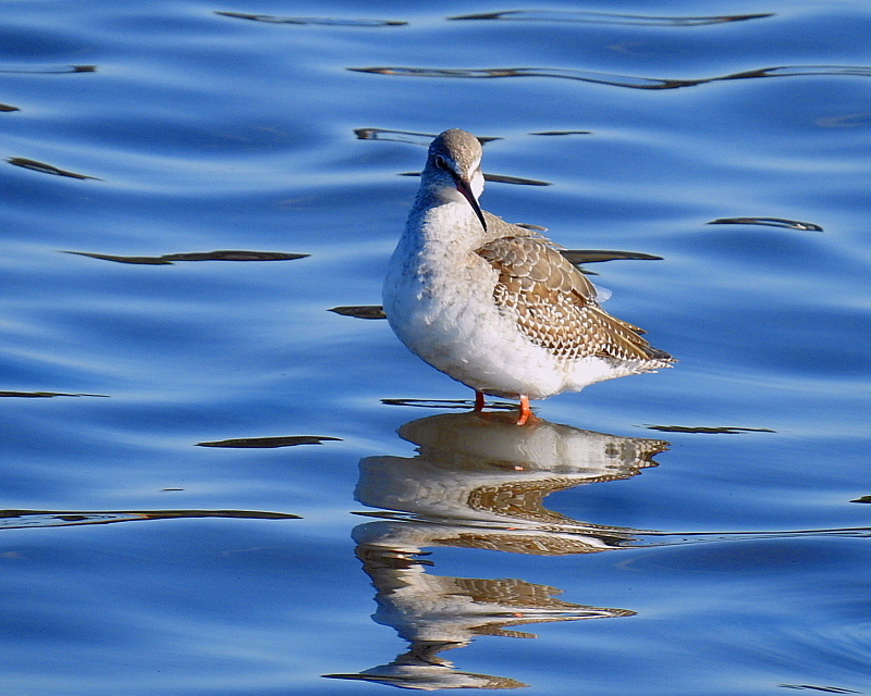 多々良沼で　水辺の鳥さんⅡ_c0305565_18013189.jpg