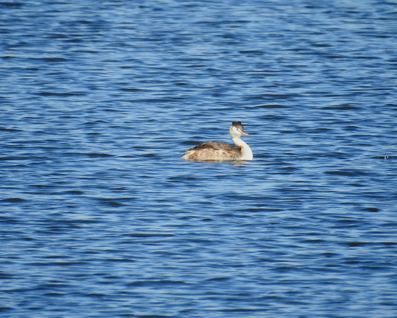 多々良沼で　水辺の鳥さんⅡ_c0305565_18014409.jpg