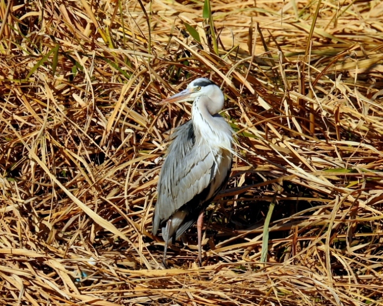 多々良沼で　水辺の鳥さんⅡ_c0305565_18020870.jpg