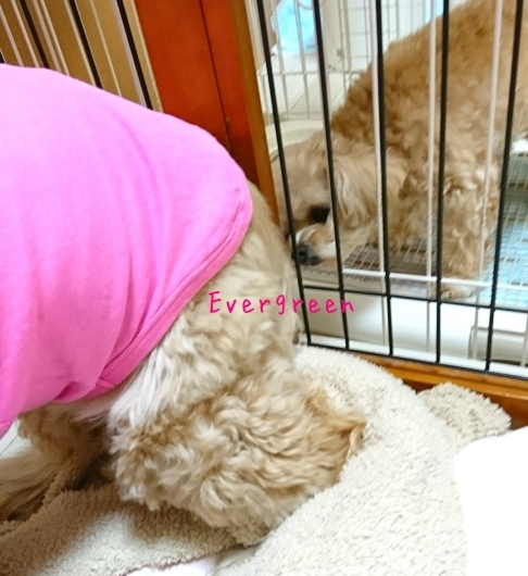 夢ってなんだっけ?_d0362666_20171247.jpg