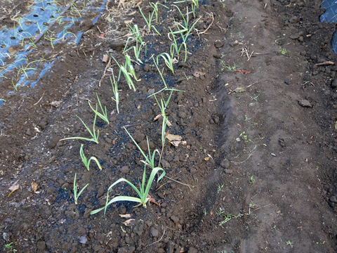 春キャベツの苗、ニンニク、スナップエンドウ移植11・16～17_c0014967_6322699.jpg