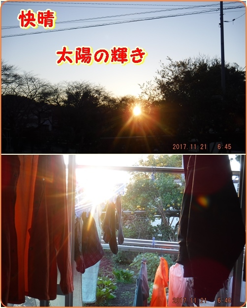 冬野菜の霜除けと防寒に松葉の有効活用　　夕日に輝く紅葉_d0007071_03503242.jpg