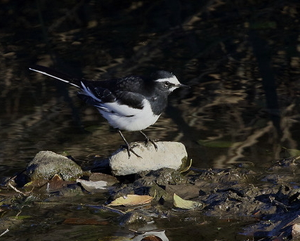 成鳥セグロセキレイ_b0227680_21210754.jpg