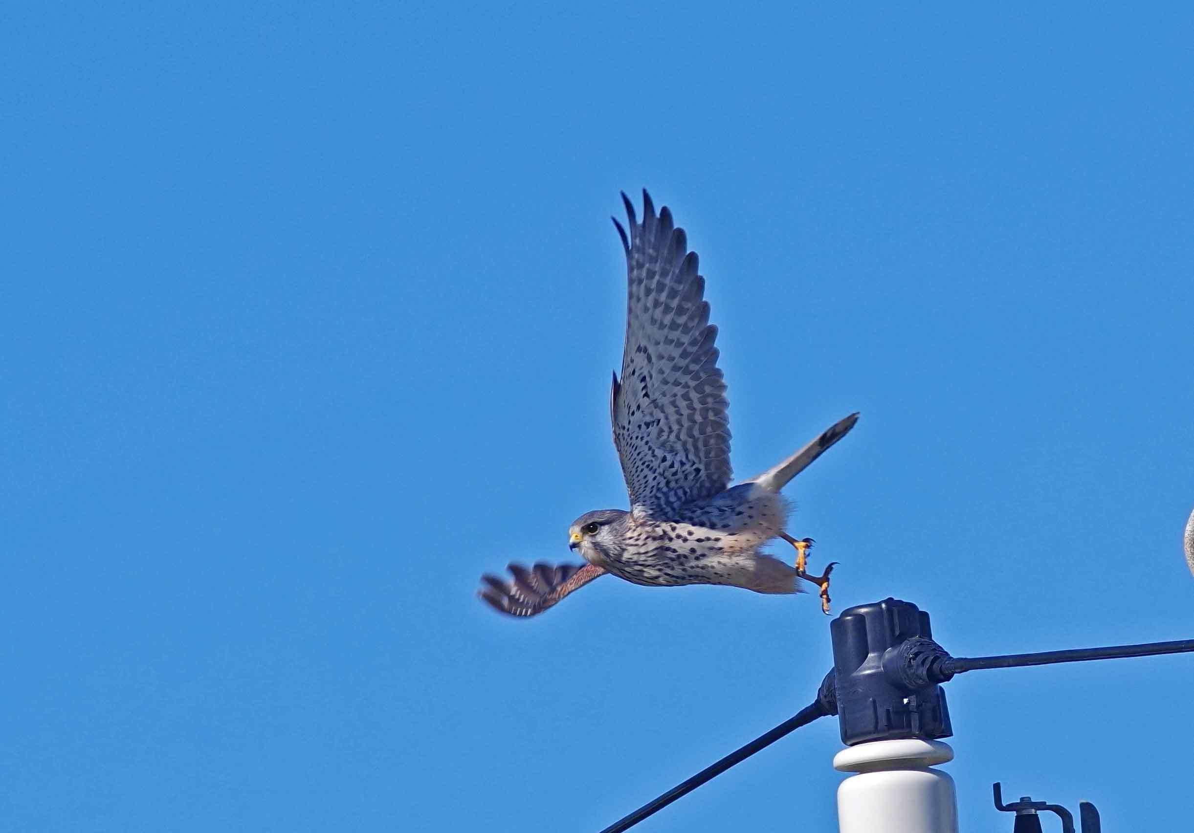 2017年　１１月　野鳥_c0176183_11124957.jpg