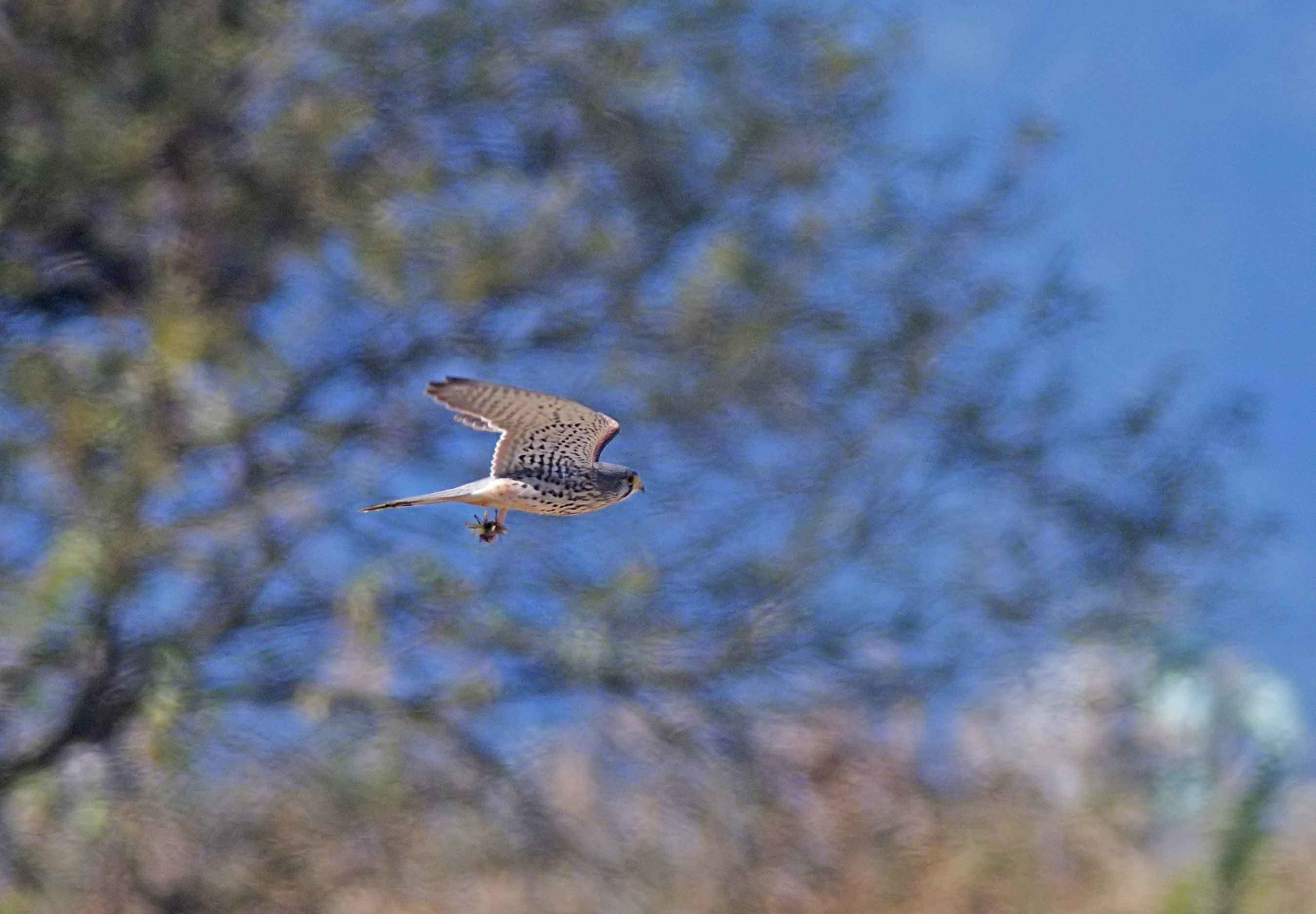 2017年　１１月　野鳥_c0176183_11130419.jpg