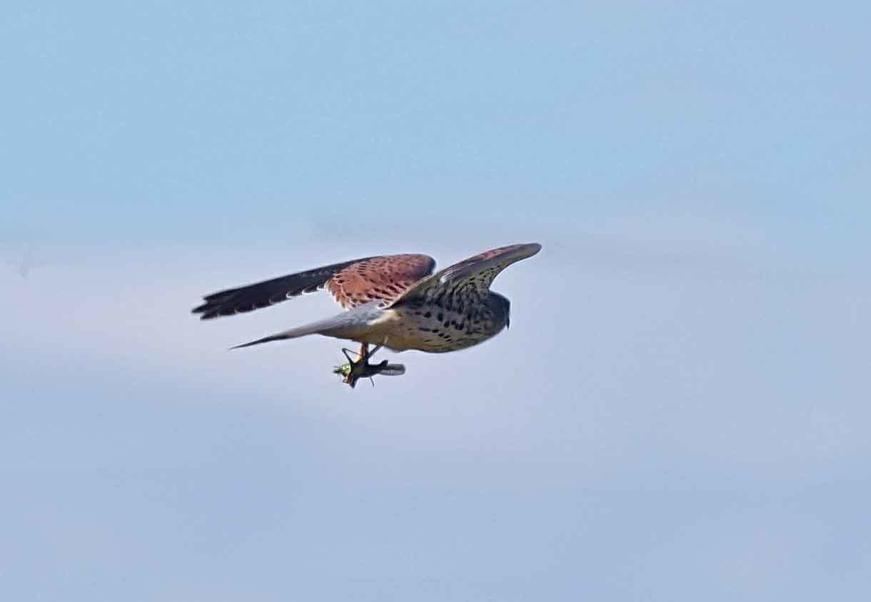 2017年　１１月　野鳥_c0176183_11131456.jpg