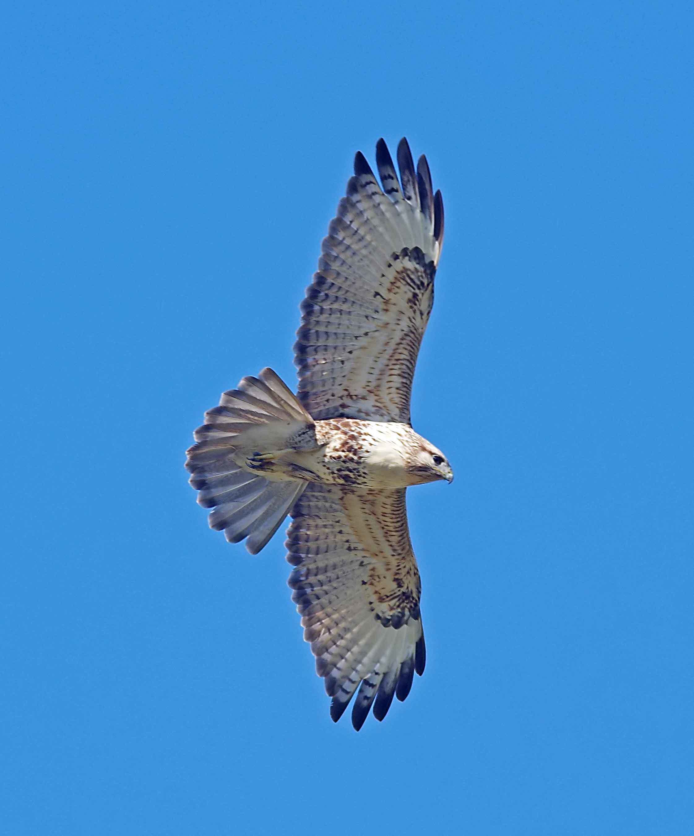 2017年　１１月　野鳥_c0176183_11134538.jpg