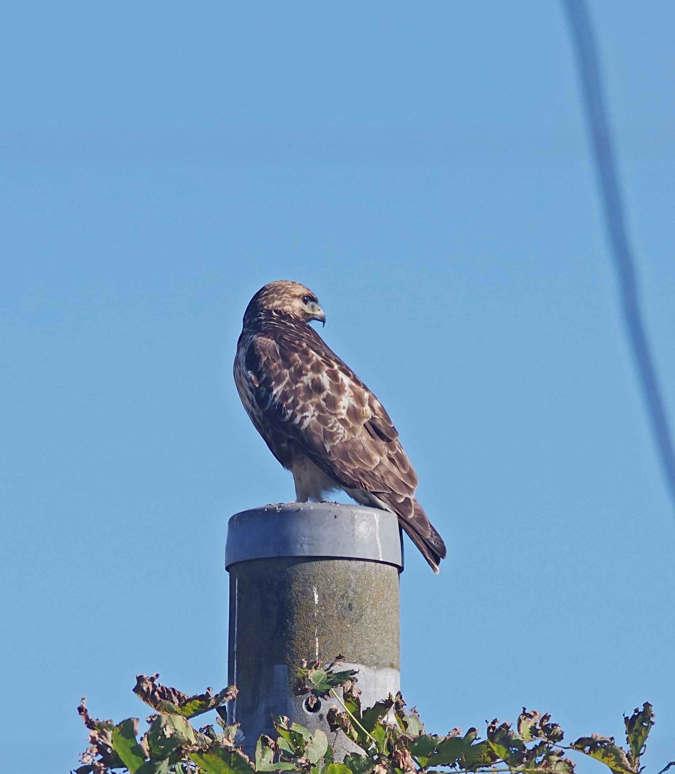 2017年　１１月　野鳥_c0176183_11140781.jpg